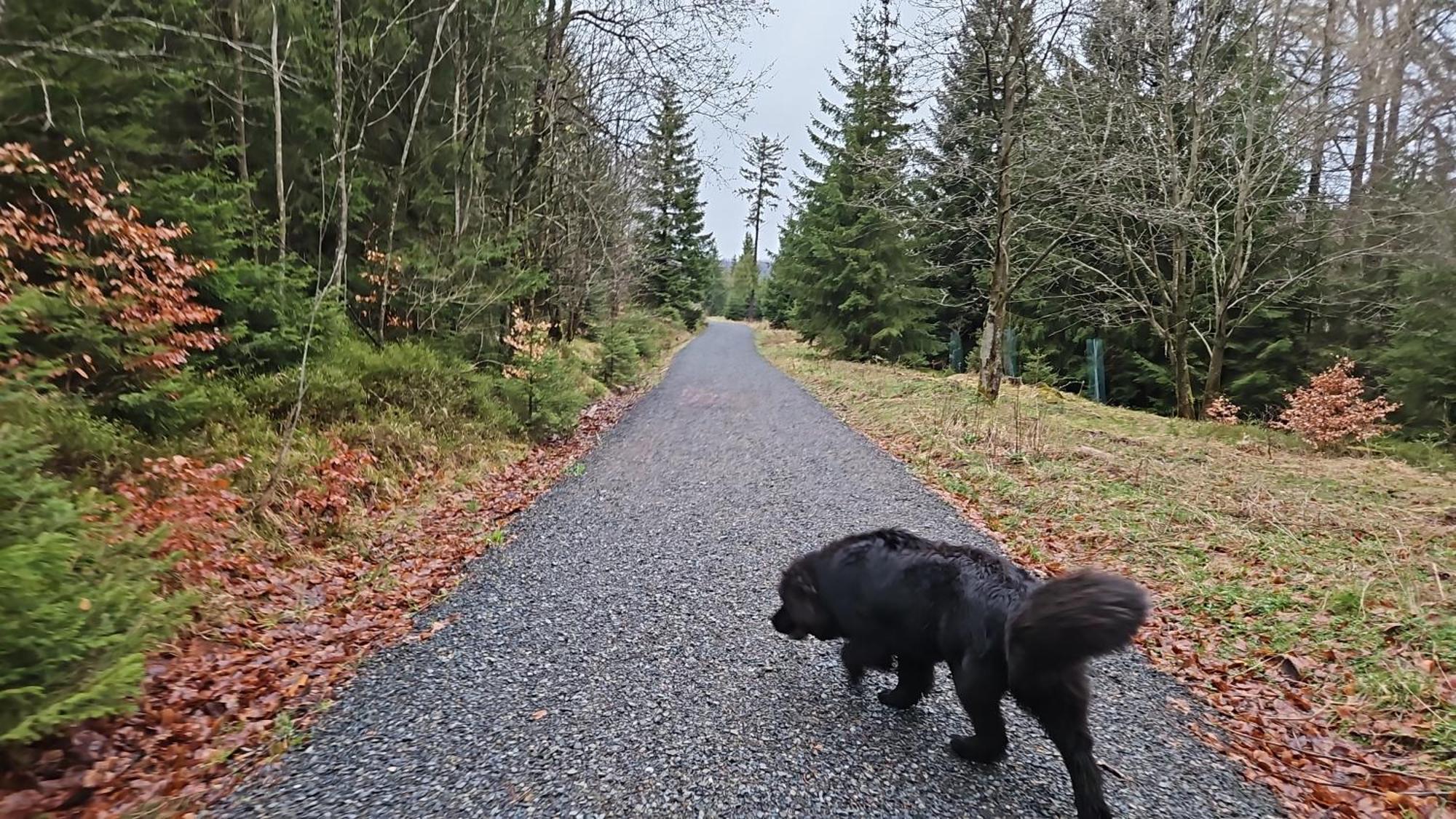 Haus Am Wald Gæstehus Braunlage